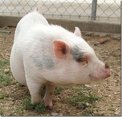 Benjamin- Potbelly Pig