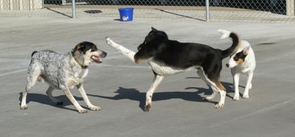 Shelter Animals Playing