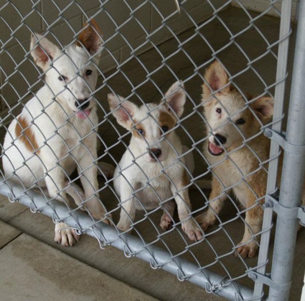 Shelter Dogs
