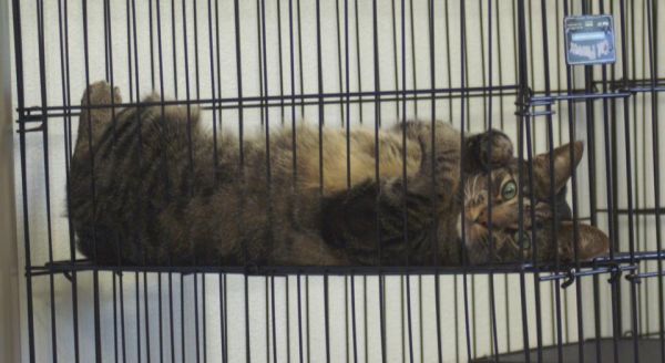 Shelter Cat