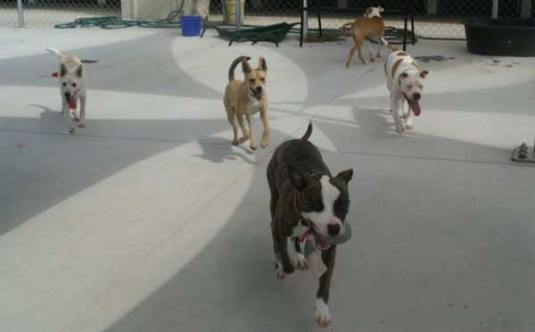 Shelter Dogs Playing